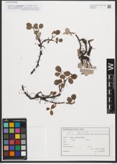 Foto von Salix reticulata L.